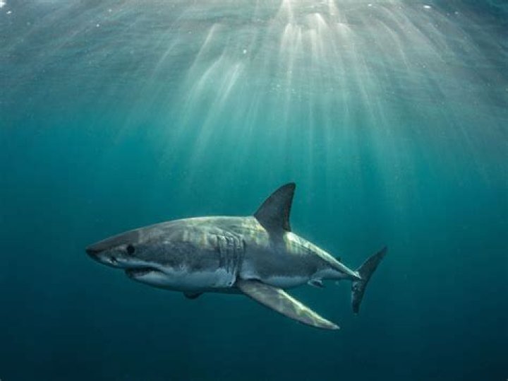 What to do if you see a great white shark while surfing?
