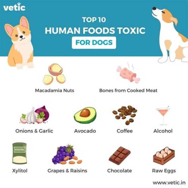 Which dog food is killing dogs?