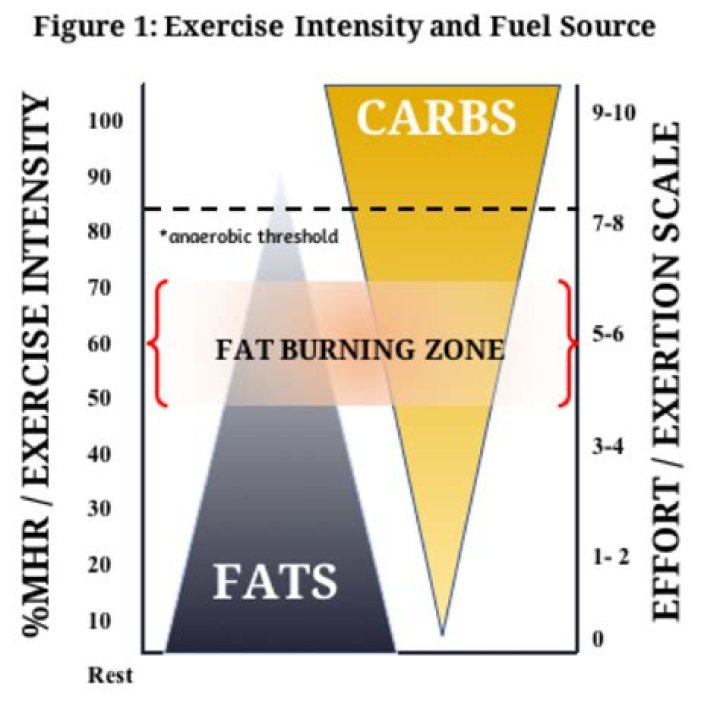 Which is harder to burn fat or carbs?