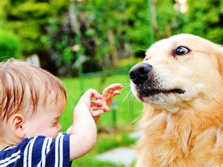Why are dogs scared of babies?