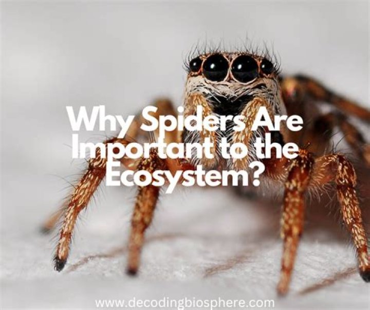 Why are spiders disgusting?