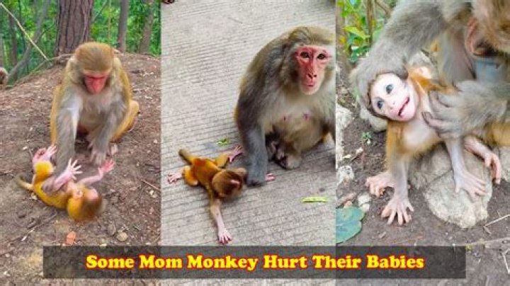 Why do Mom monkeys bite their babies?