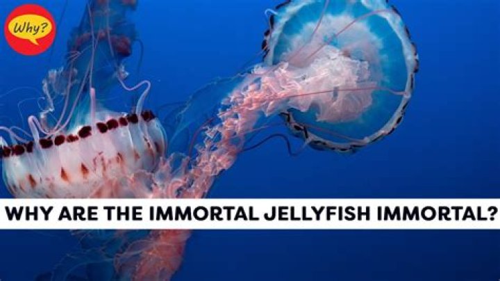 Why is Jaskier immortal?