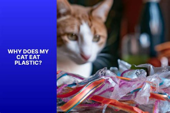 Why is my cat eating plastic?