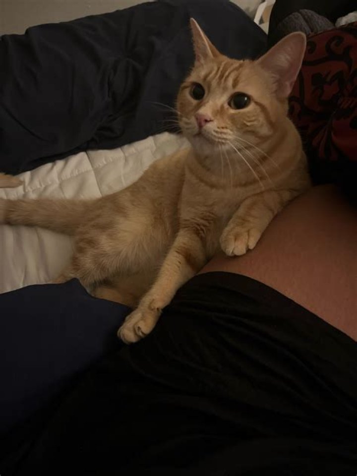 Why is my cat suddenly clingy?