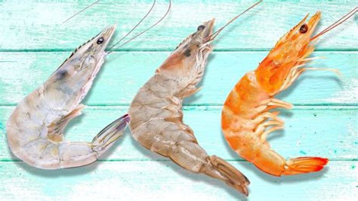 Why is some shrimp grey?