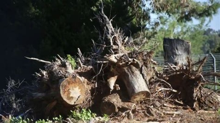 Why should dead trees be removed?