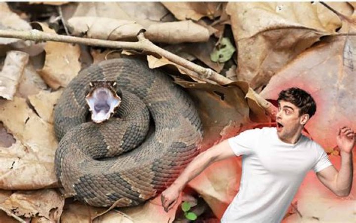 Will a grass snake bite you?