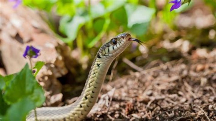 Will dogs keep snakes away?